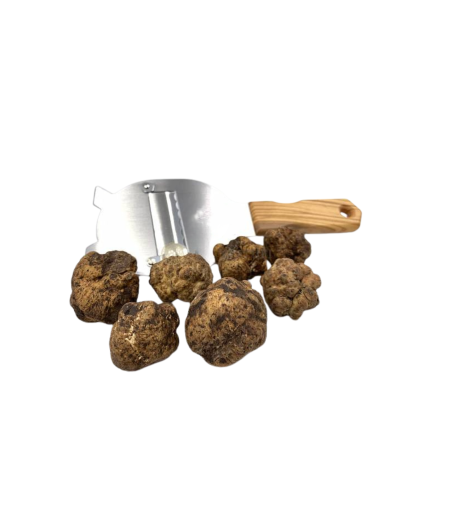 Tartufo  bianchetto  fresco  tuber borchii  Vitt.