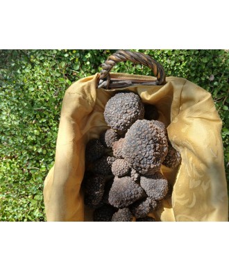 Tartufo   fresco PRIMA SCELTA tuber aestivum  Vitt..   Provenienza Abruzzo(Italia)