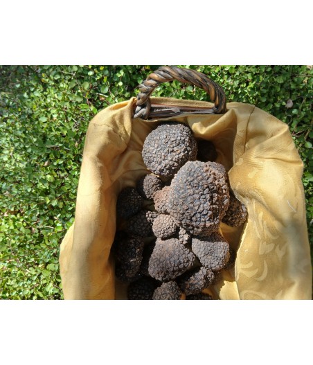 Tartufo Estivo  fresco 1à scelta (Tuber Aestivum)